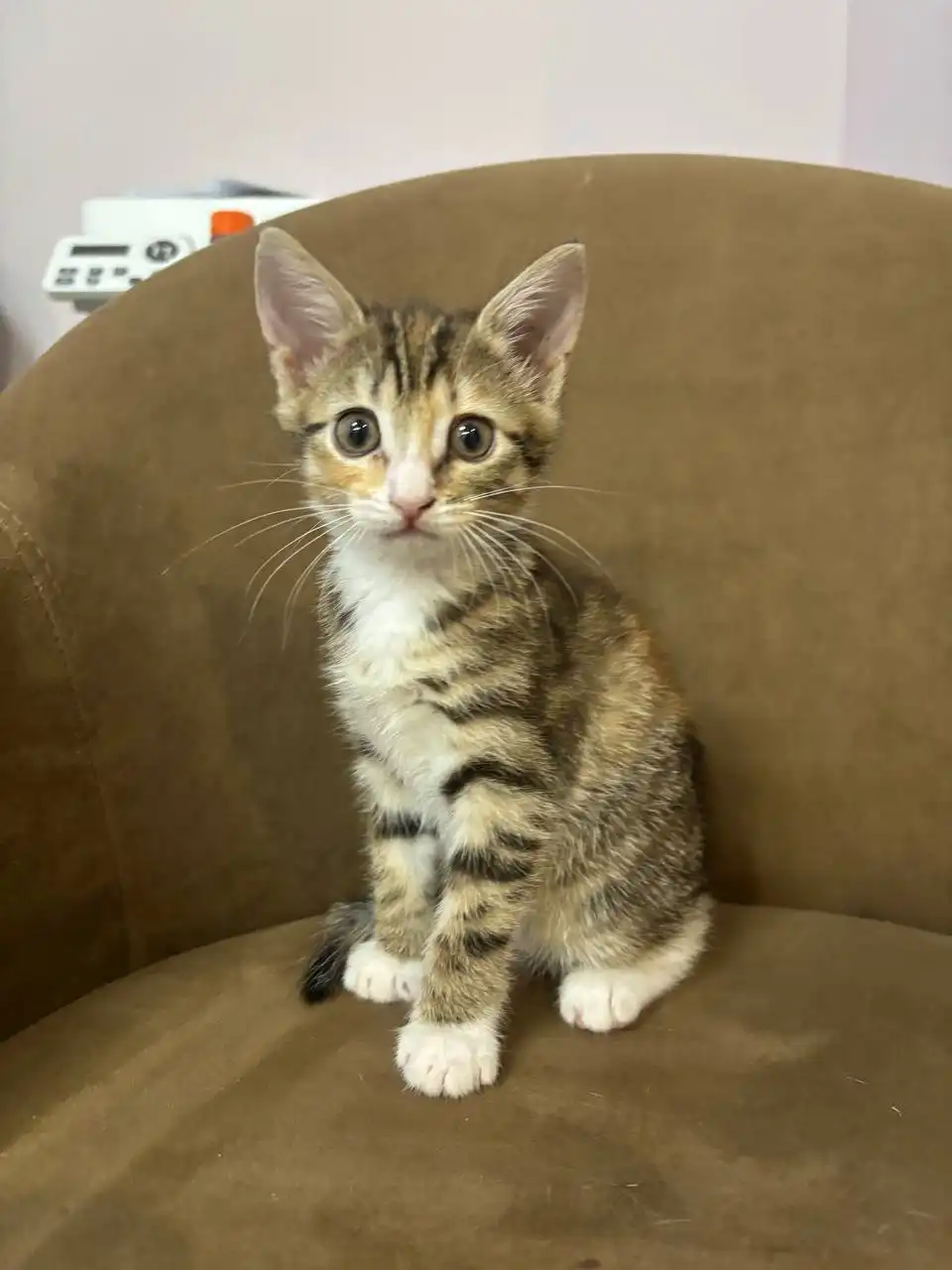 Кошечка в добрые руки - Кошки (Животные) в Ижевск