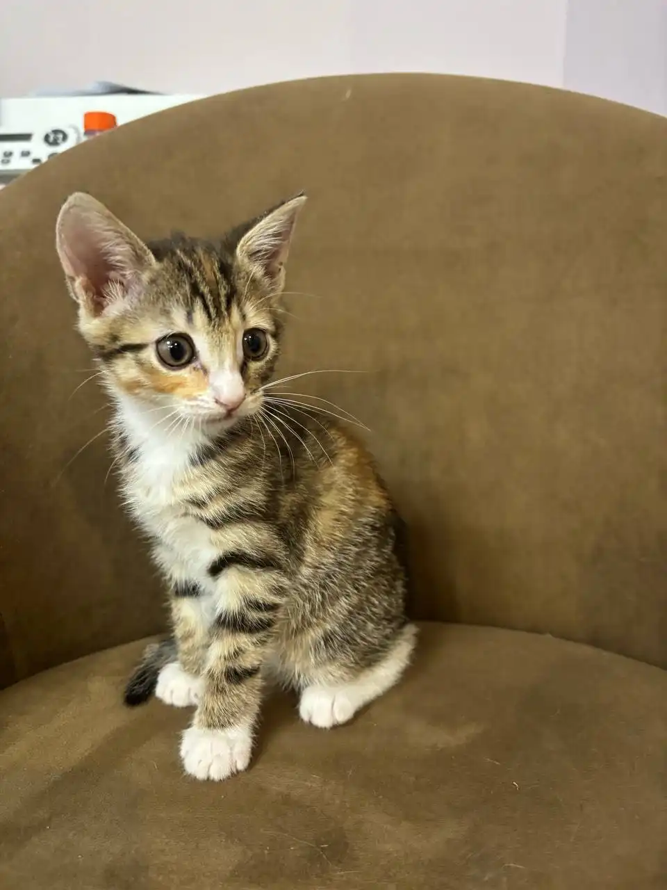 Кошечка в добрые руки - Кошки (Животные) в Ижевск