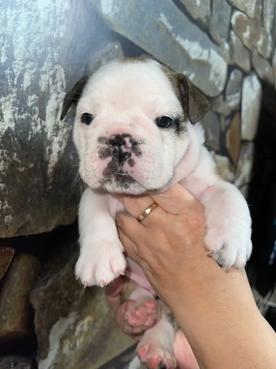 Щенки Английского Бульдога, мальчики - Собаки (Животные) в Ижевск