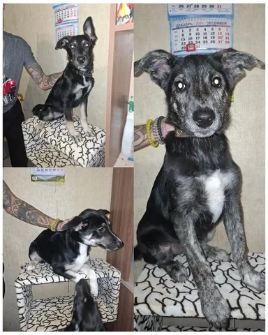 Три поросенка Хрюша, Гольфик и Малышка ищут хозяев - Собаки в Ижевск