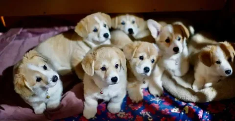 Продаются щенки корги - Собаки в Ижевск