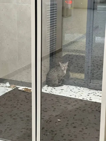 Кошка в перекрестке - Животные в Тюмень