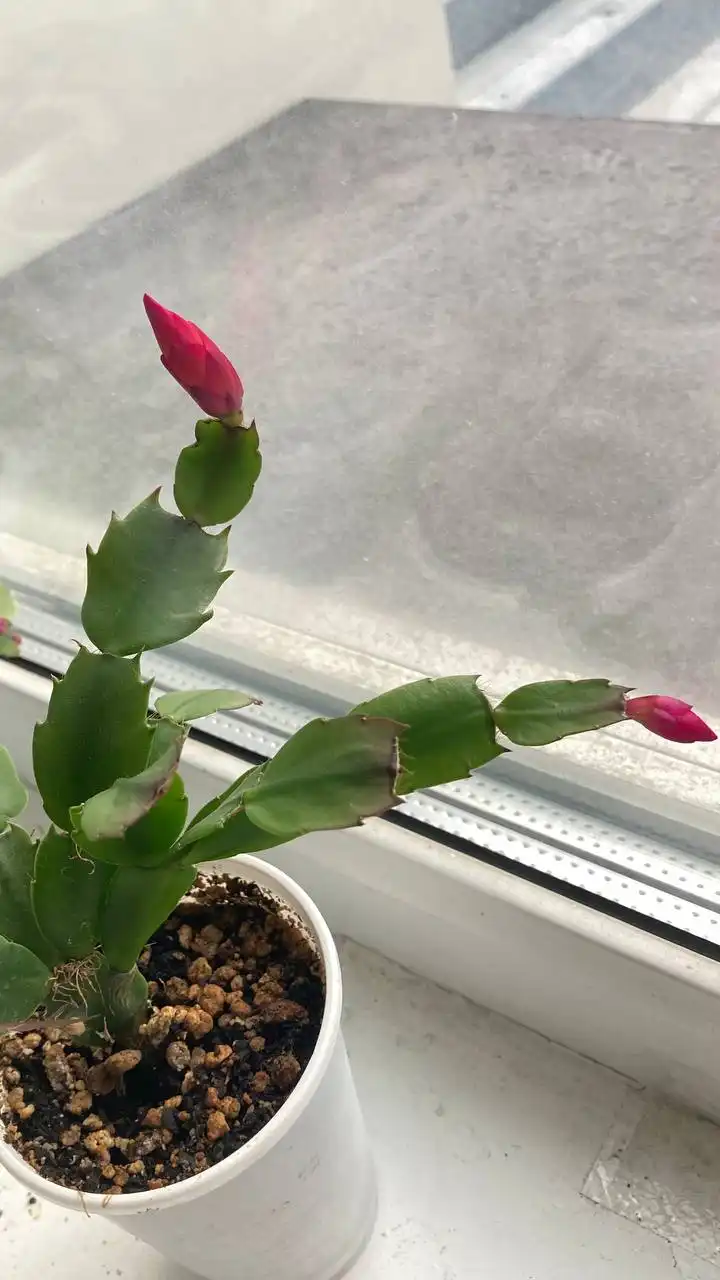 Декабрист необычного цвета