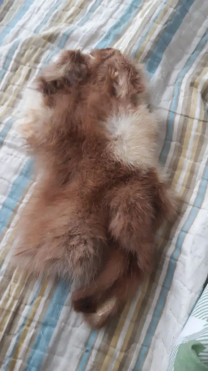 Шкура песца