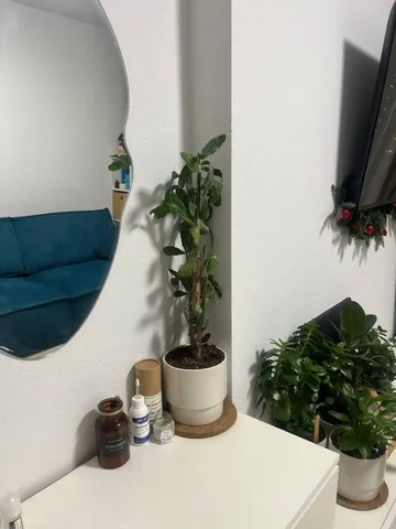 Отдам кактус - частное объявление в Тюмень