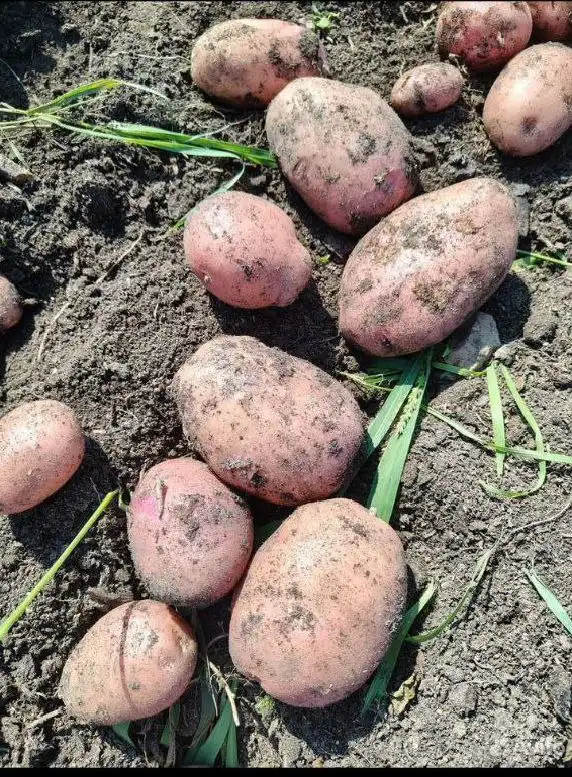 Картофель домашний ведро 10 литров - Продукты питания (Барахолка) в Тюмень