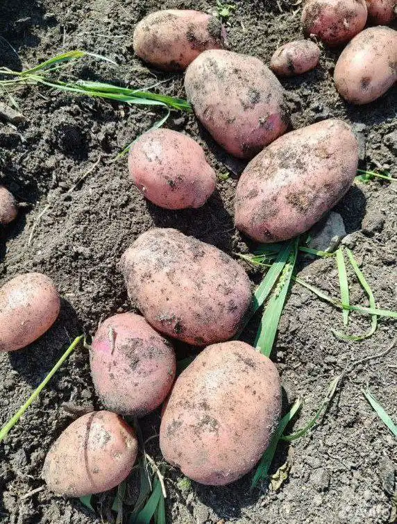 Продам свежемороженную рыбу и картофель домашний - Барахолка в Тюмень