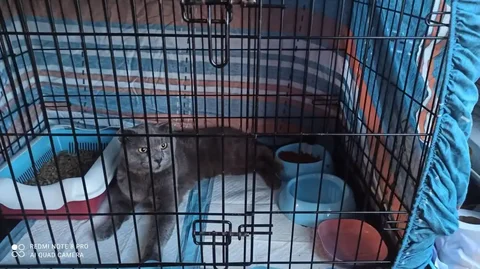 Пристройство молодого котика - Животные в Владивосток