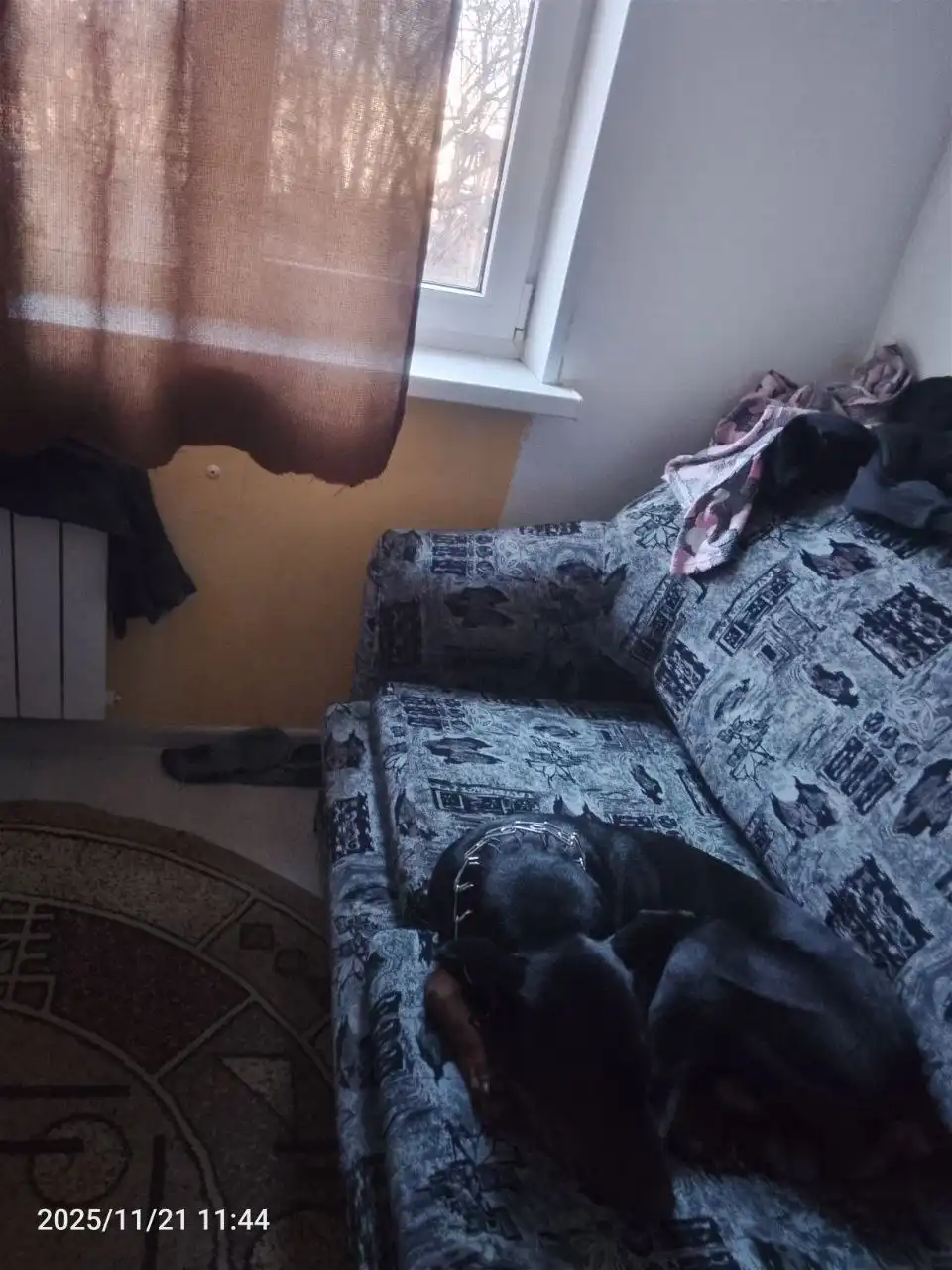 Пропала собака Аид