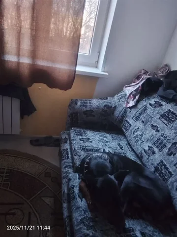 Пропала собака Аид - Животные в Владивосток