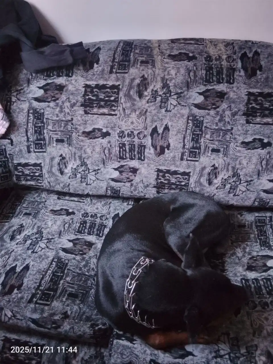 Пропала собака Аид