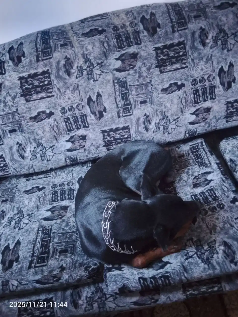 Пропала собака Аид