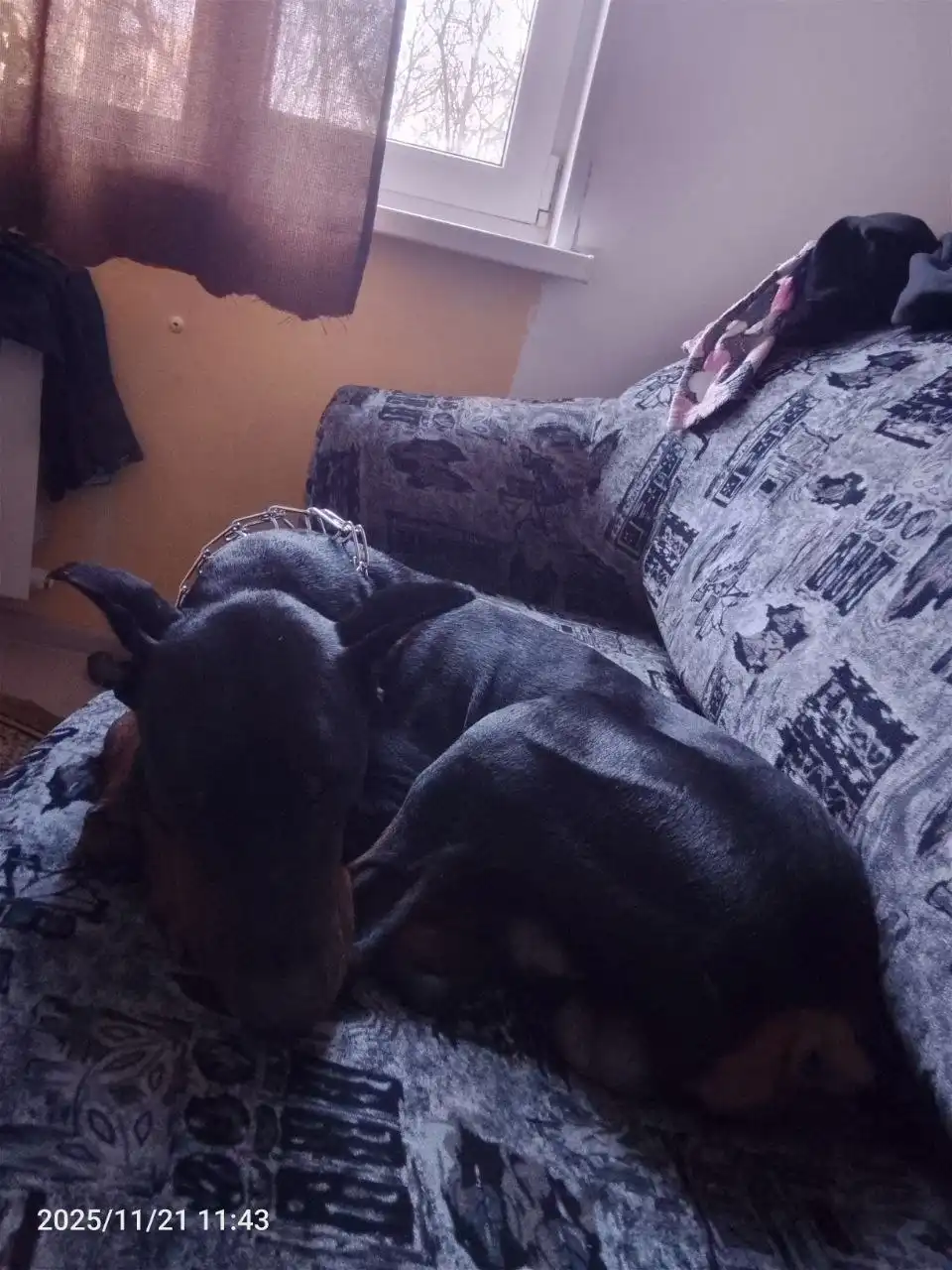 Пропала собака Аид