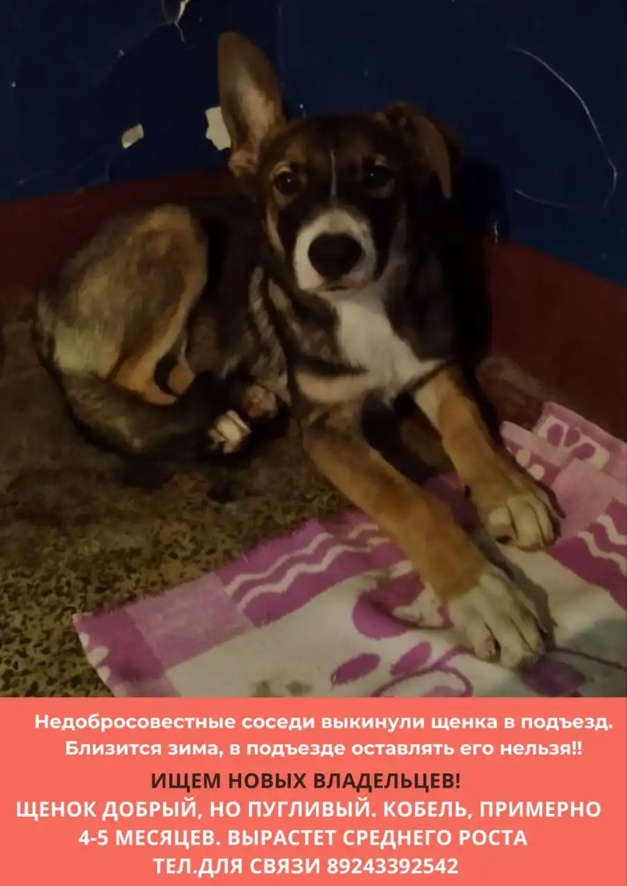 Щенок в подъезде Владивостока