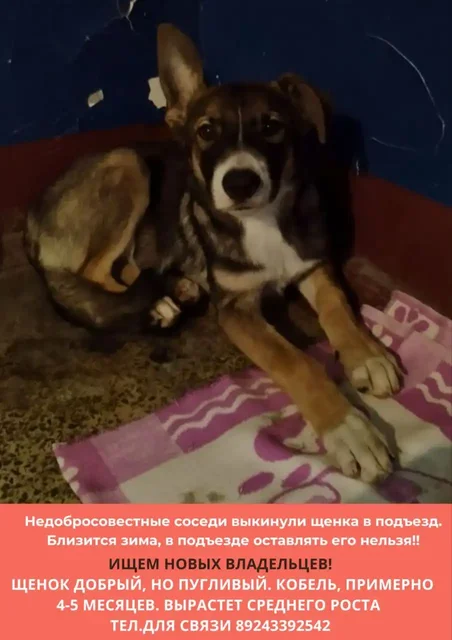 Щенок в подъезде Владивостока - Животные в Владивосток