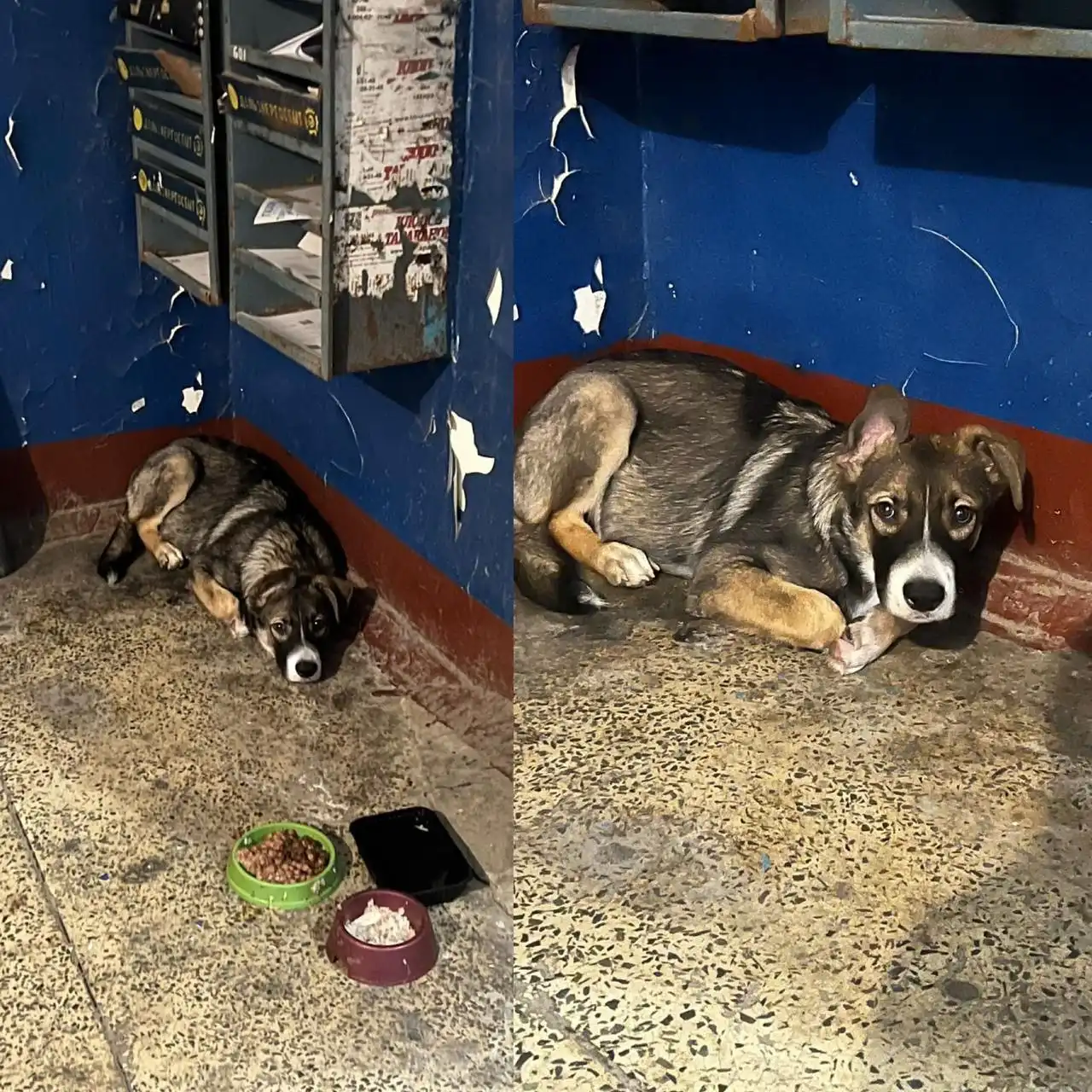 Щенок в подъезде Владивостока