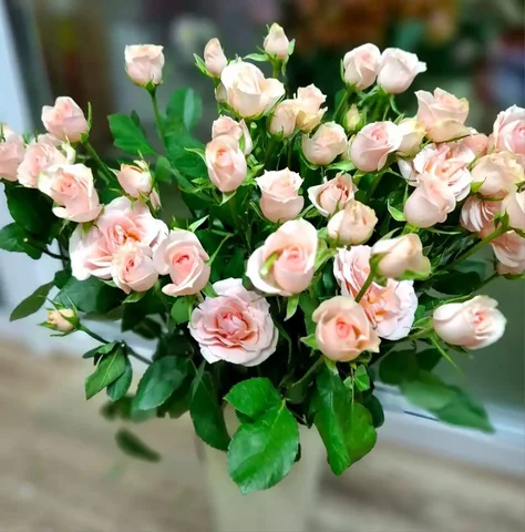 Кустовая роза 70 см - Хобби и отдых в Владивосток