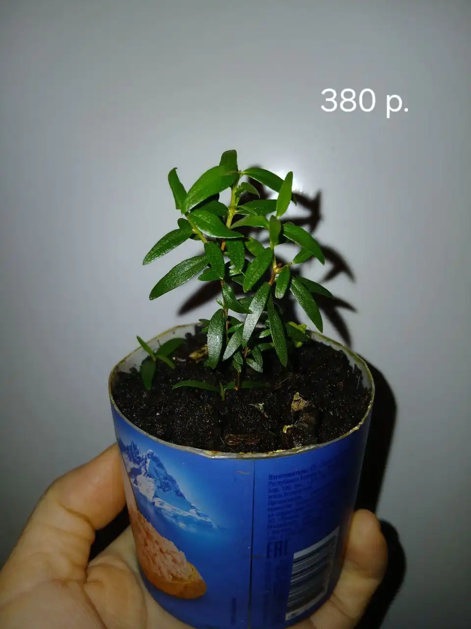 Продажа Мирта во Владивостоке