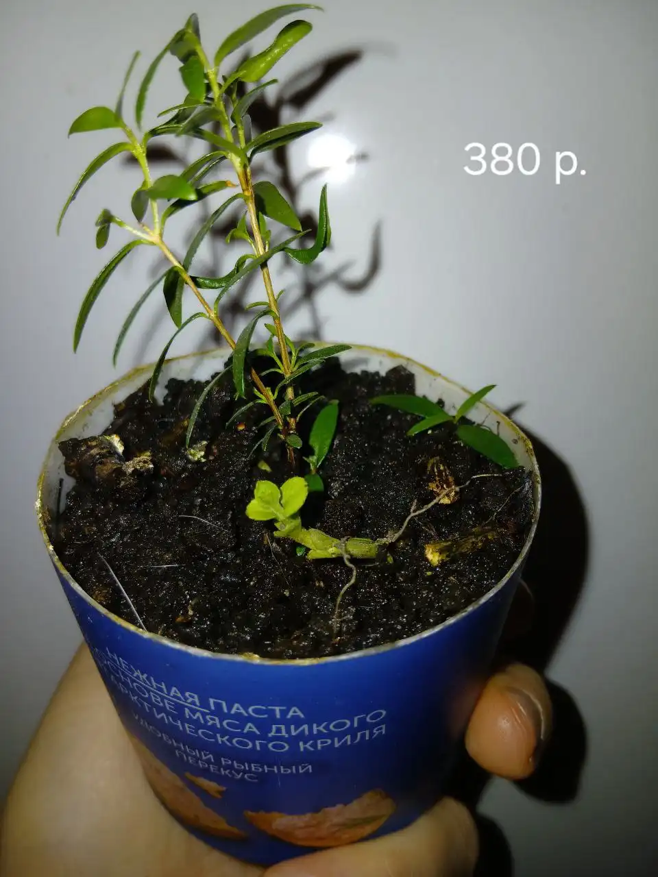 Продажа Мирта во Владивостоке