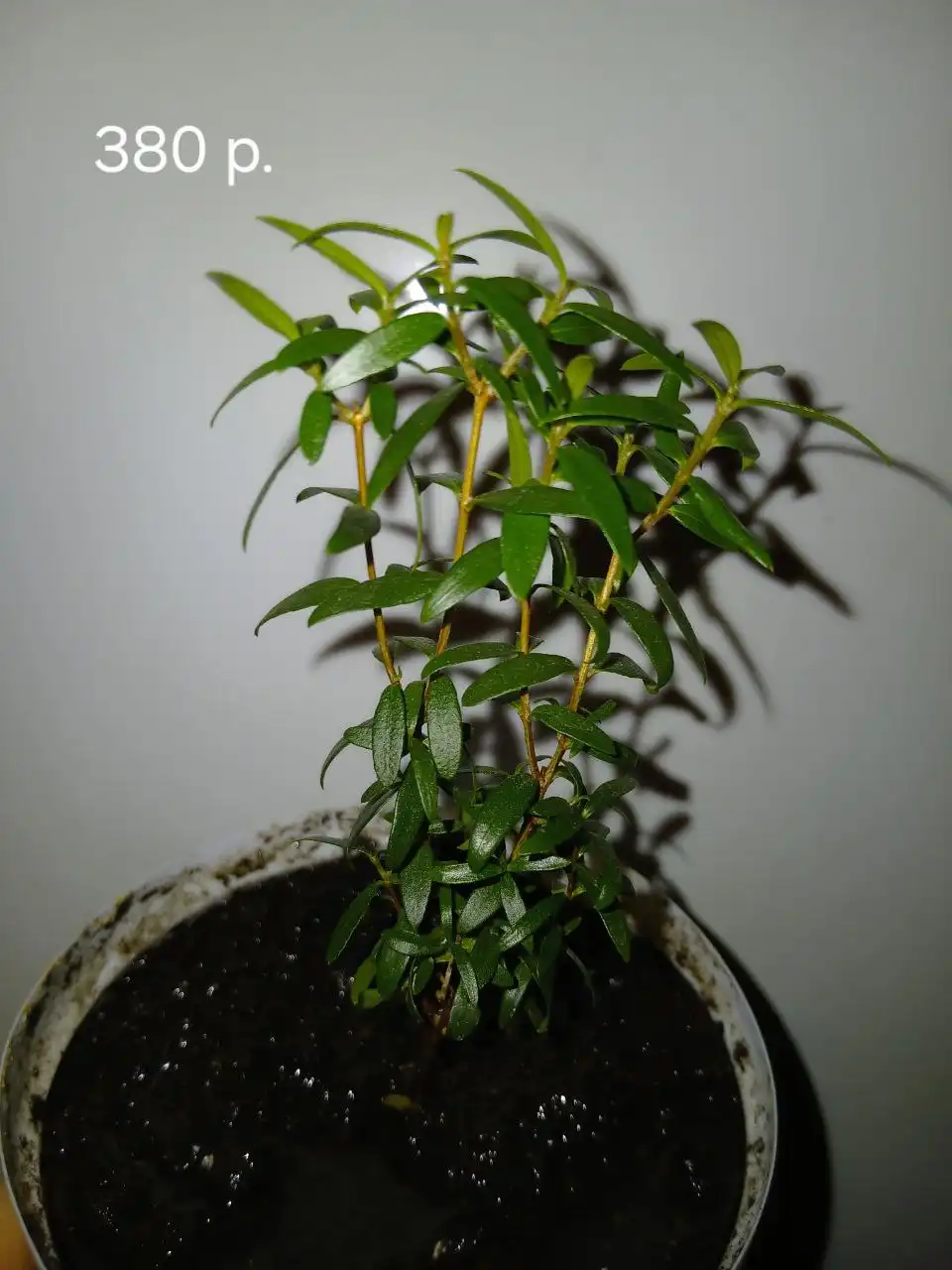 Продажа Мирта во Владивостоке