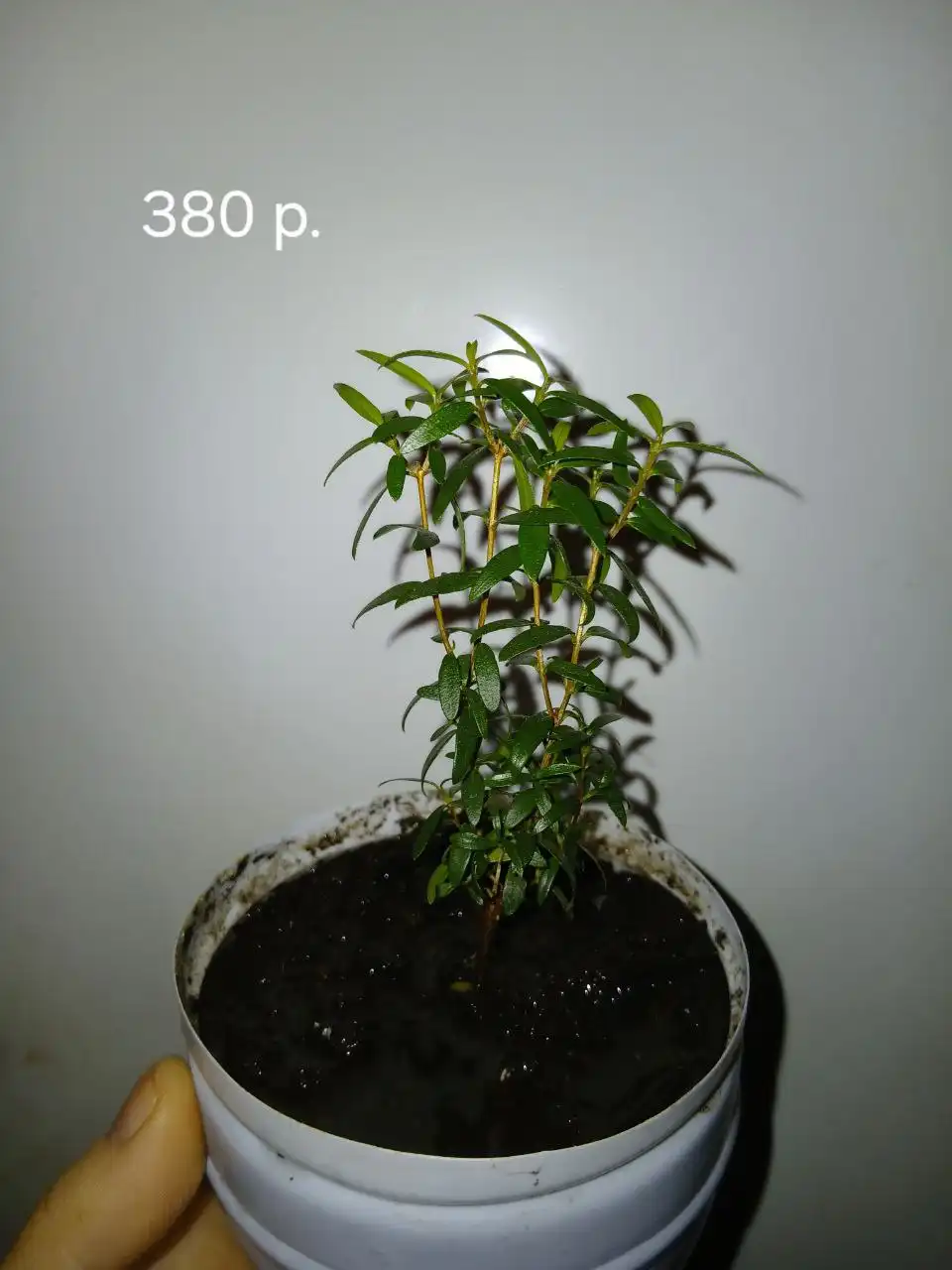 Продажа Мирта во Владивостоке