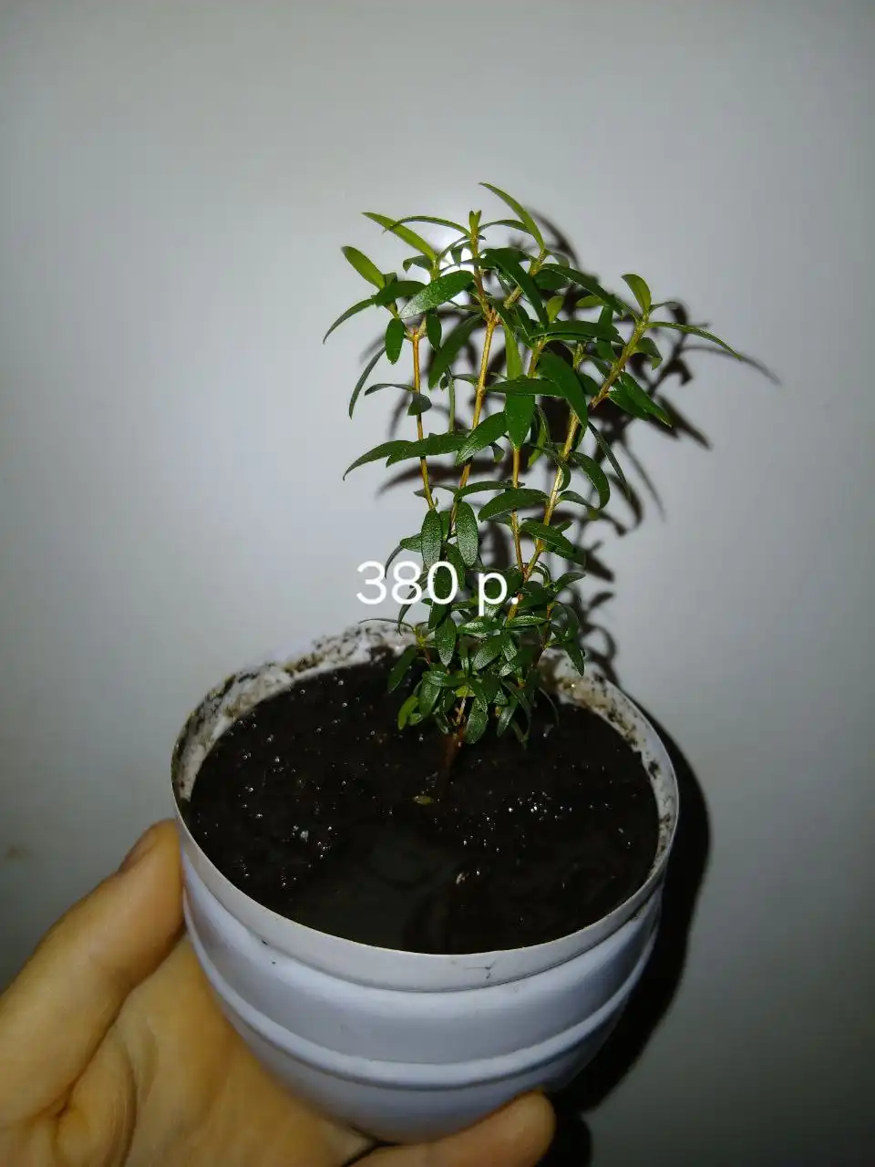 Продажа Мирта во Владивостоке