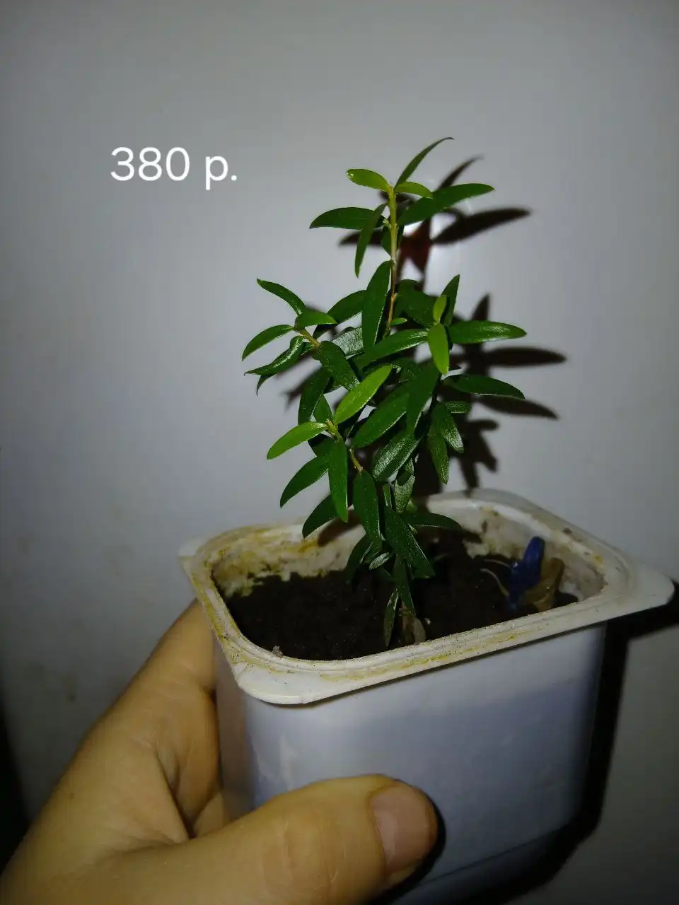 Продажа Мирта во Владивостоке