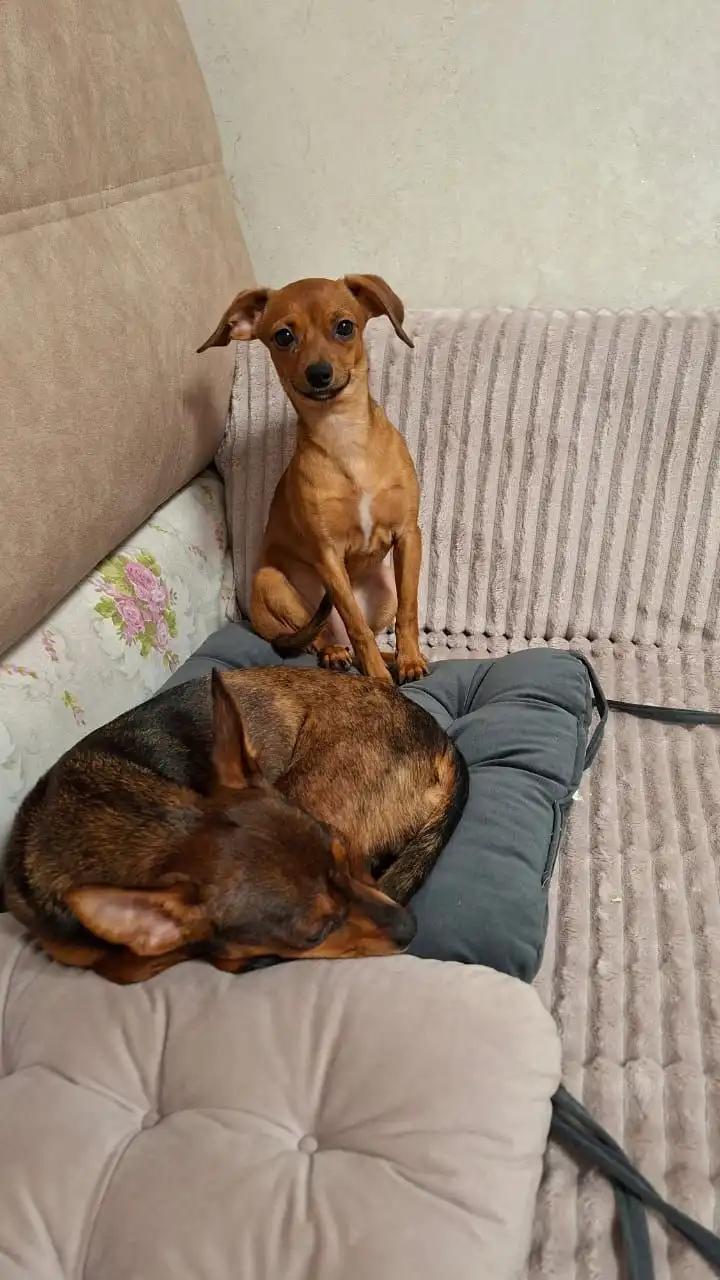 Той терьер девочка 7 месяцев