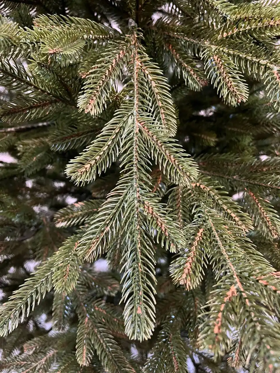 Распродажа искусственных елей София