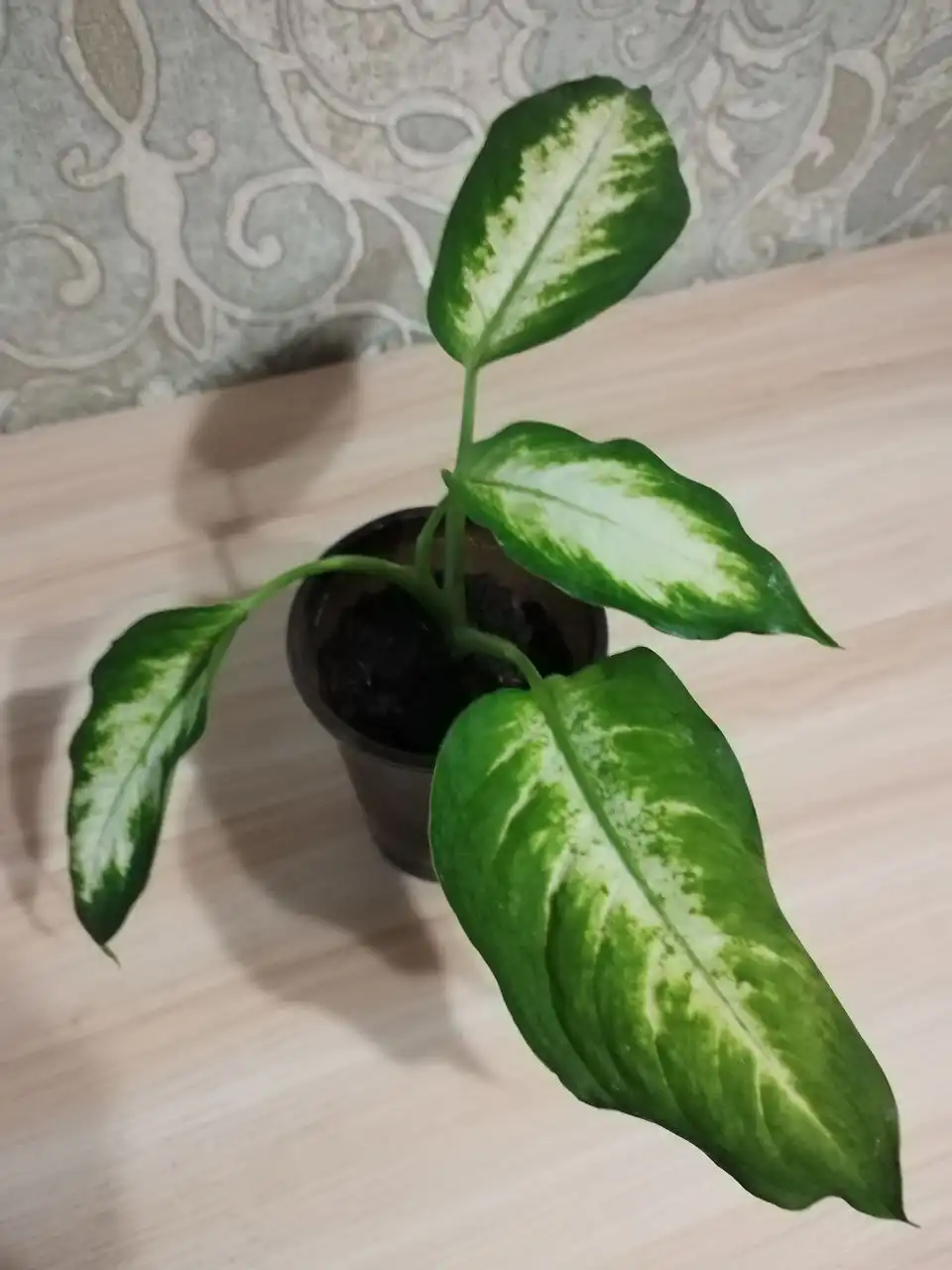 Диффенбахия Камилла - комнатное растение
