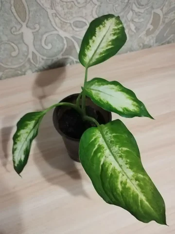 Диффенбахия Камилла - комнатное растение - Барахолка в Владивосток