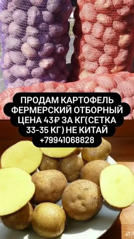 Продажа картофеля в Кневичах - Продукты питания в Кневичи