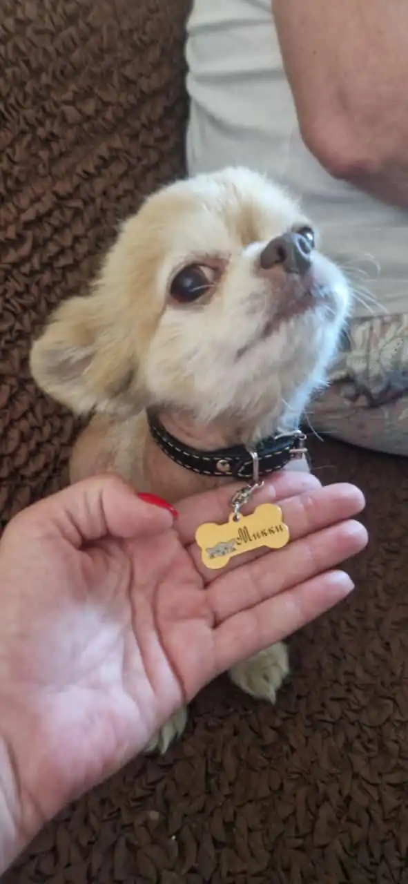 Адресники для питомцев из ювелирной стали