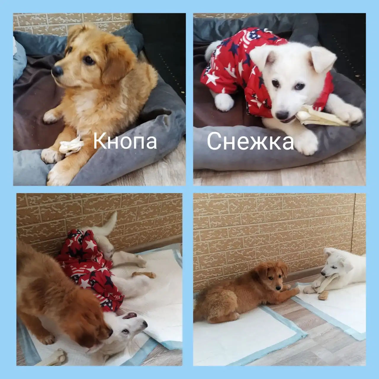 Котята Кнопа и Снежка в поисках дома