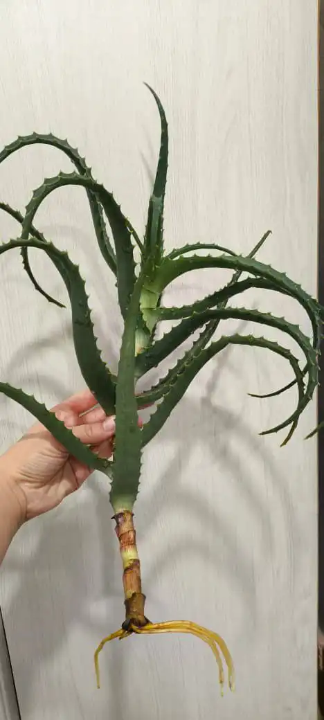 Алоэ с корнями для посадки