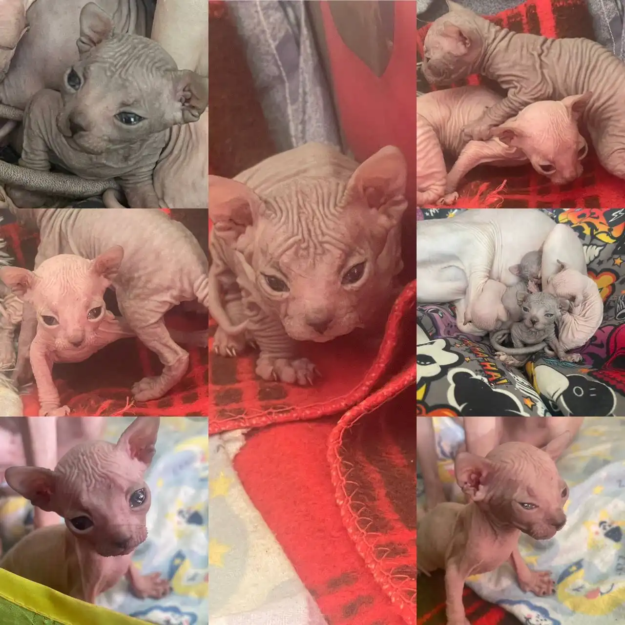 Котята сфинкс резинка для раннего бронирования