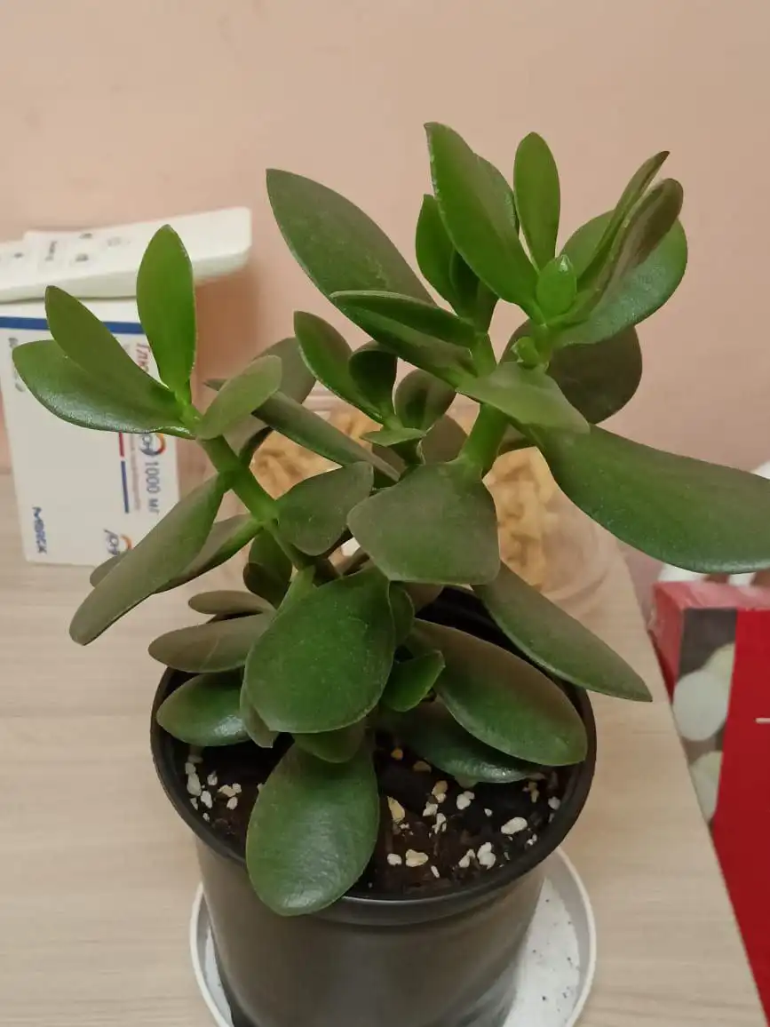 Продам денежное дерево (Толстянку)