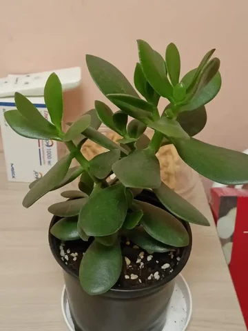 Продам денежное дерево (Толстянку) - Разное в Владивосток