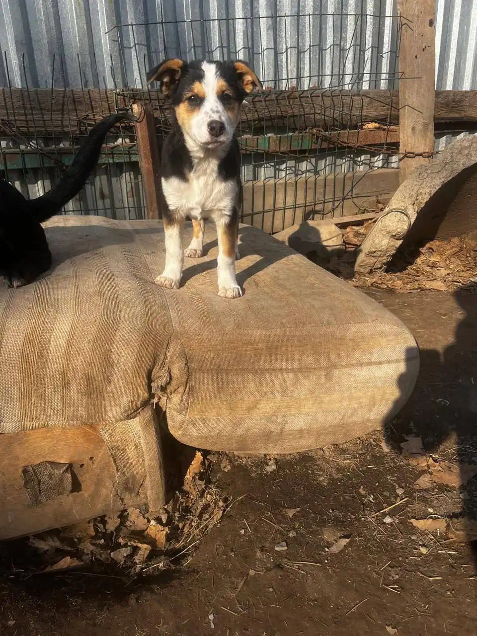 Щенок Веснушка ищет хозяев