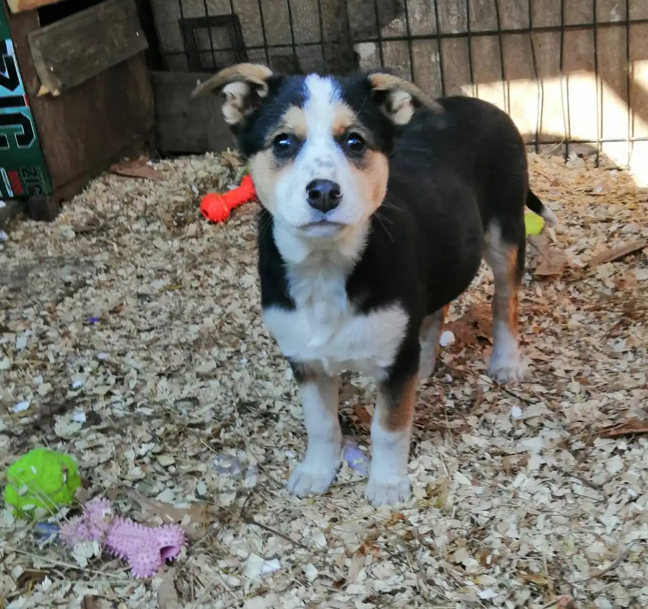 Щенок Веснушка ищет хозяев