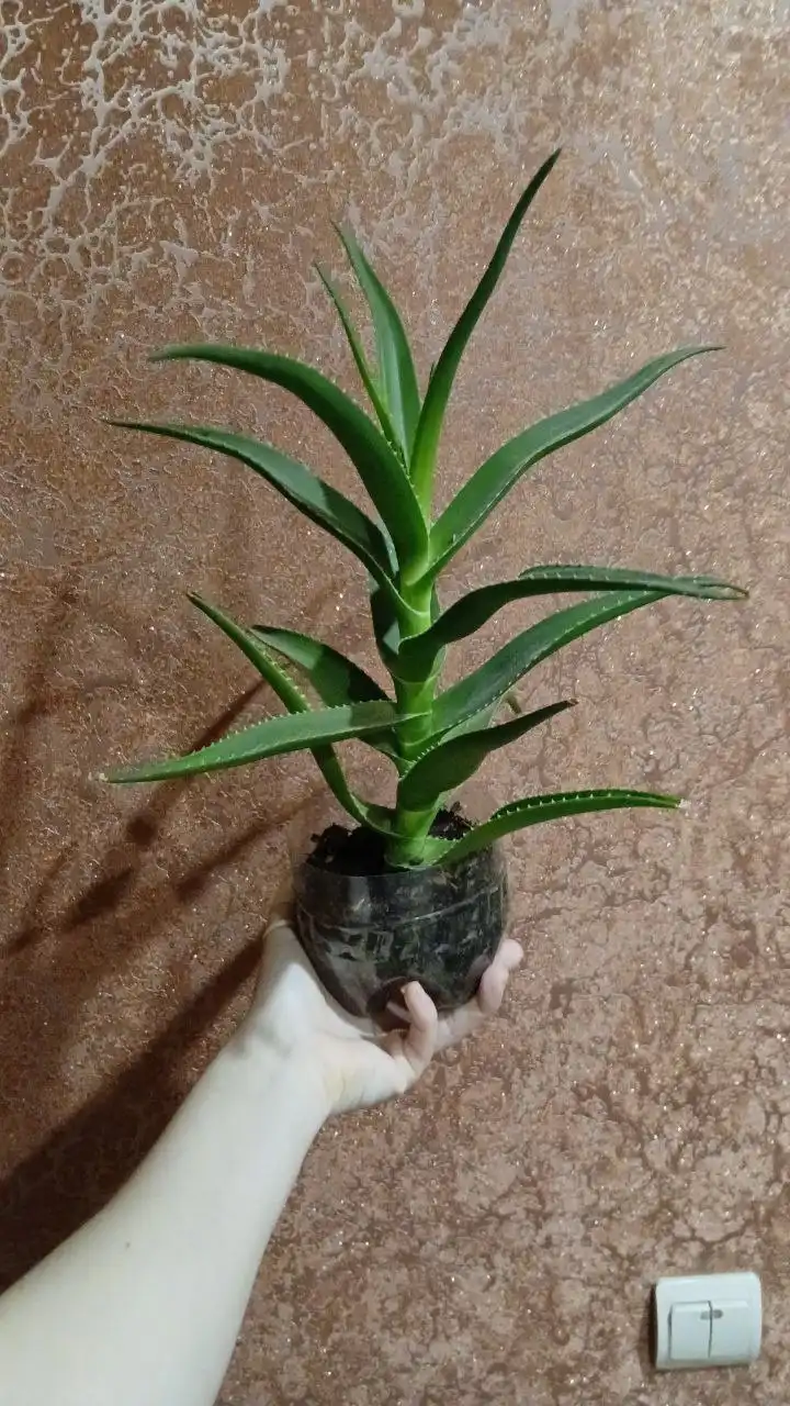 Продажа алоэ