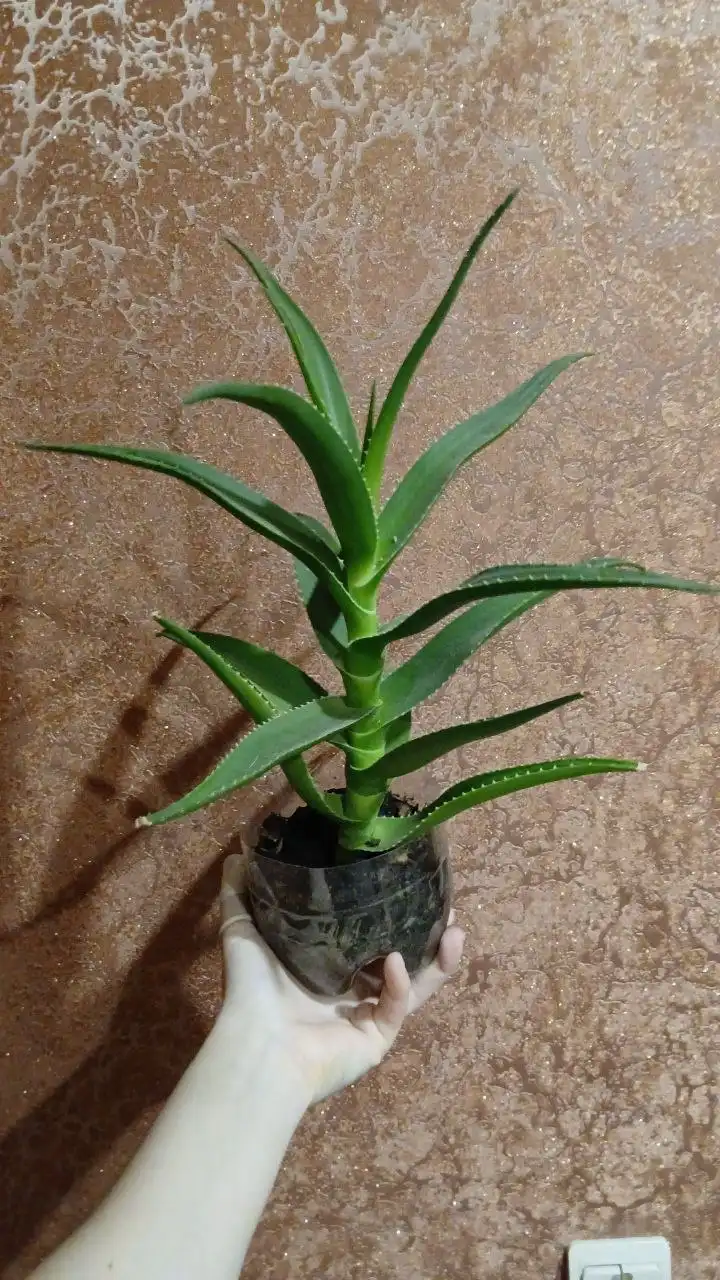 Продажа алоэ