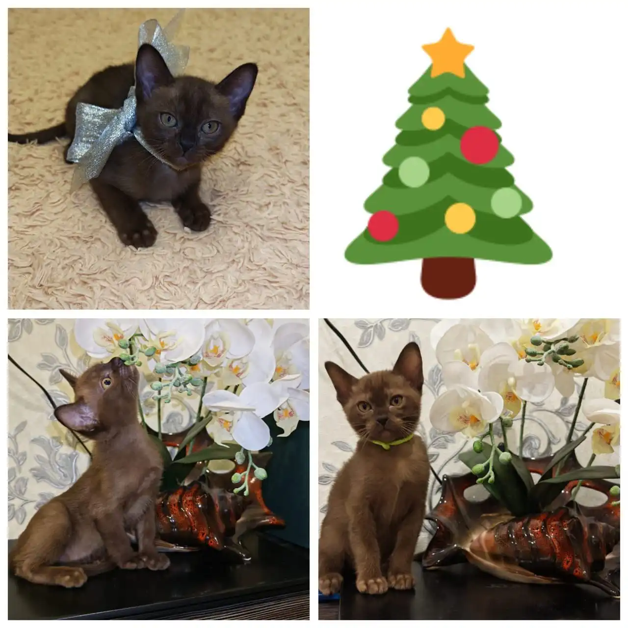 Продается котенок Европейской Бурмы шоколадного окраса - Животные в Владивосток