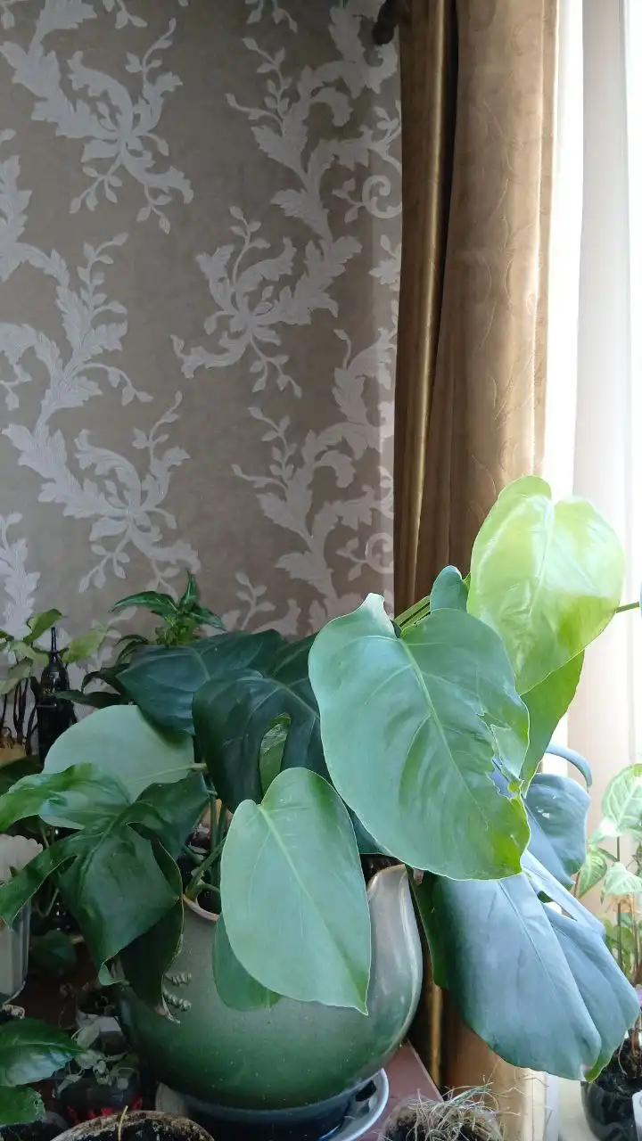 Монстера в горшке