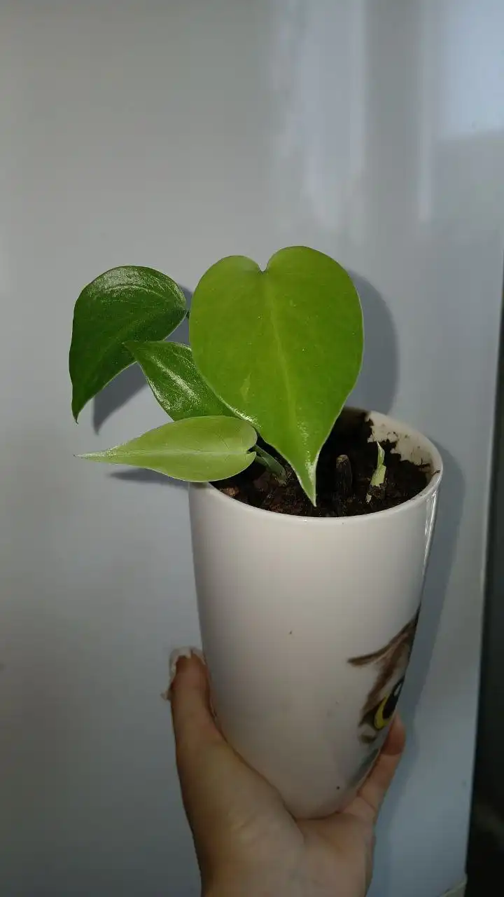 Монстера в горшке