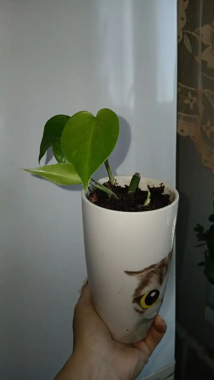 Монстера в горшке