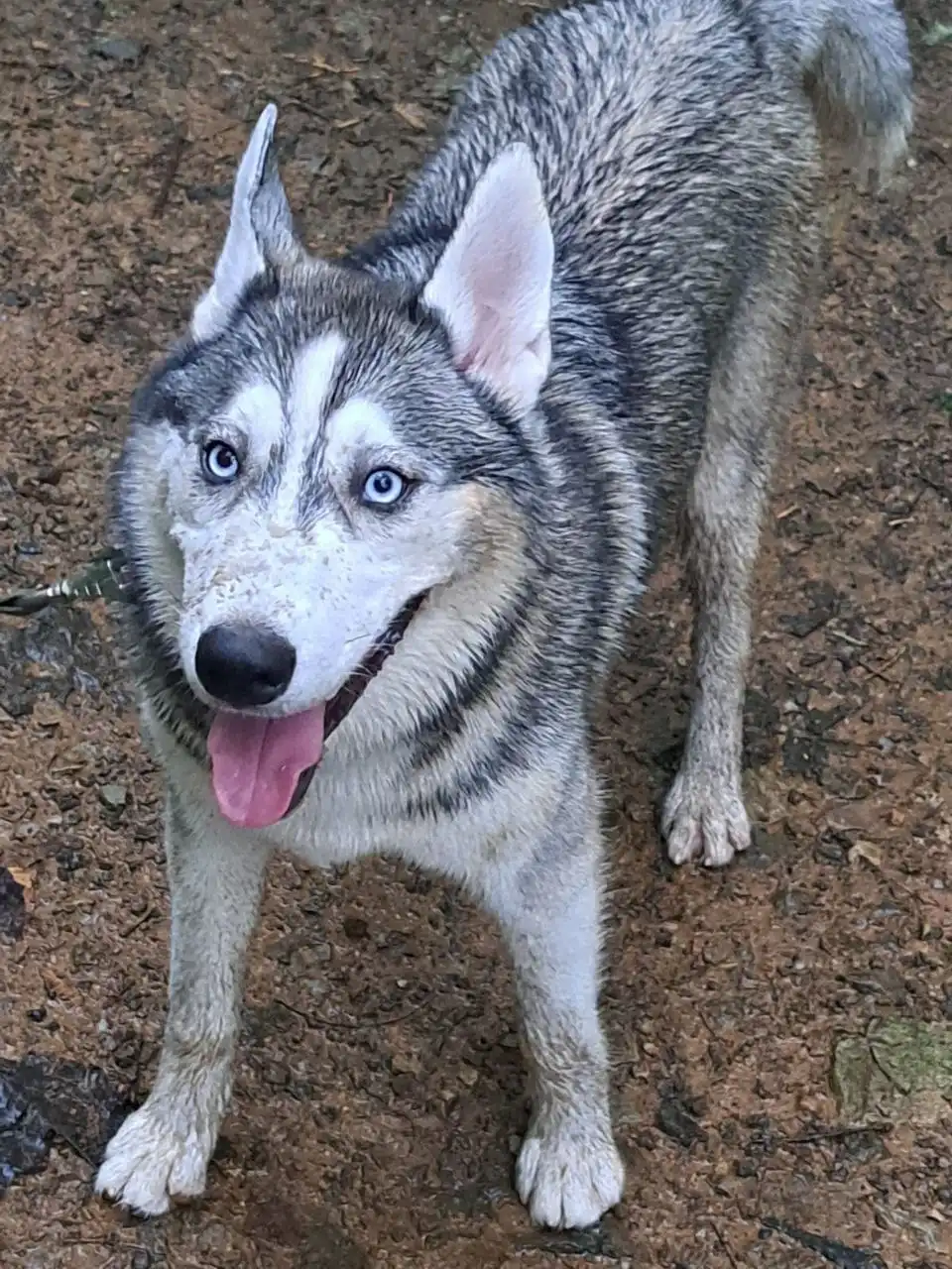 Потерялся кобель хаски в парке Снеговая Падь