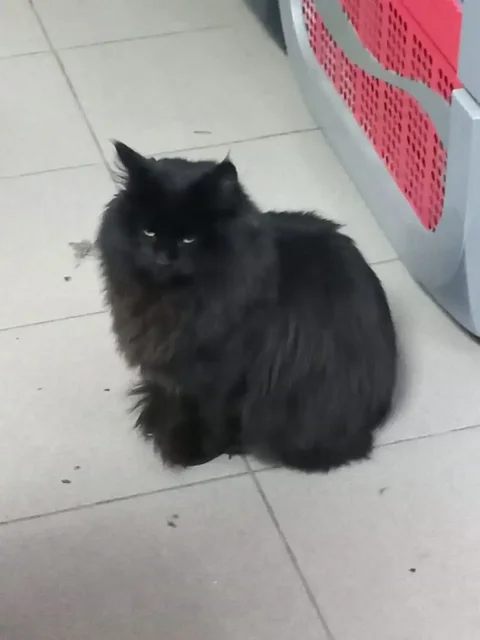 Пристройство молодых кота и кошечки во Владивостоке - Кошки в Владивосток