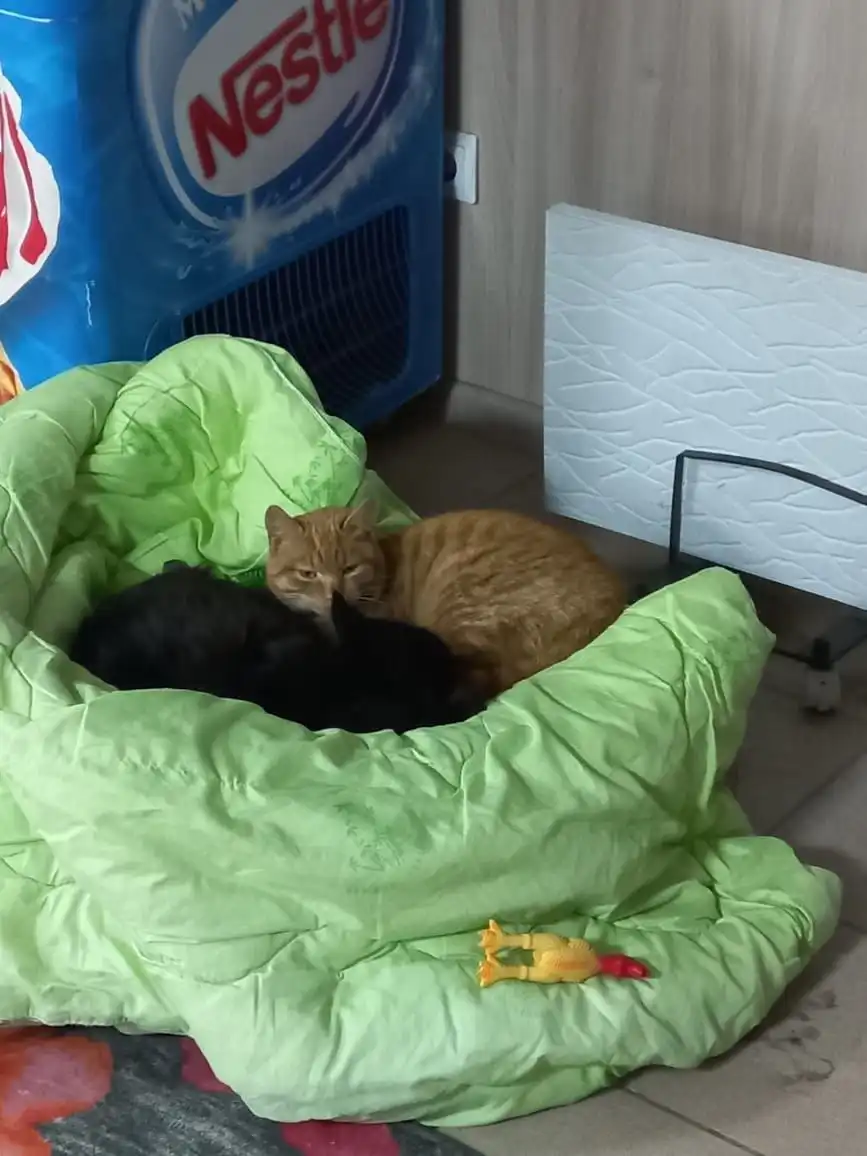 Пристройство молодых кота и кошечки во Владивостоке - Кошки (Животные) в Владивосток