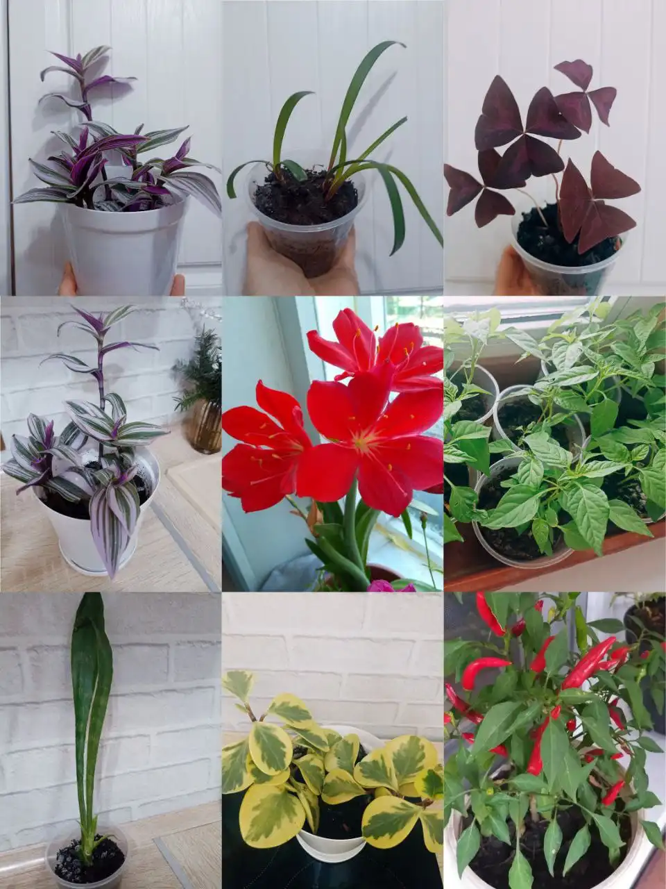 Продажа комнатных растений в Артёме